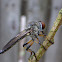 Robber Fly