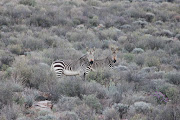 Cape mountain zebra in the Kammanassie Nature Reserve in the Klein Karoo. 