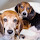 Beagles Wallpapers New Tab Theme