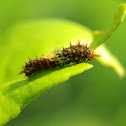 Lime Swallowtail