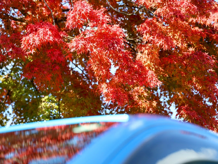 アルトワークスの紅葉🍁・奇跡的な遭遇🤣・こんな事ってありますか～🤩・鳥取と九州🤩・大山🗻パートOneに関するカスタム事例の投稿画像4枚目