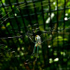 Venusta Orchard Spider