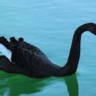 Black swan