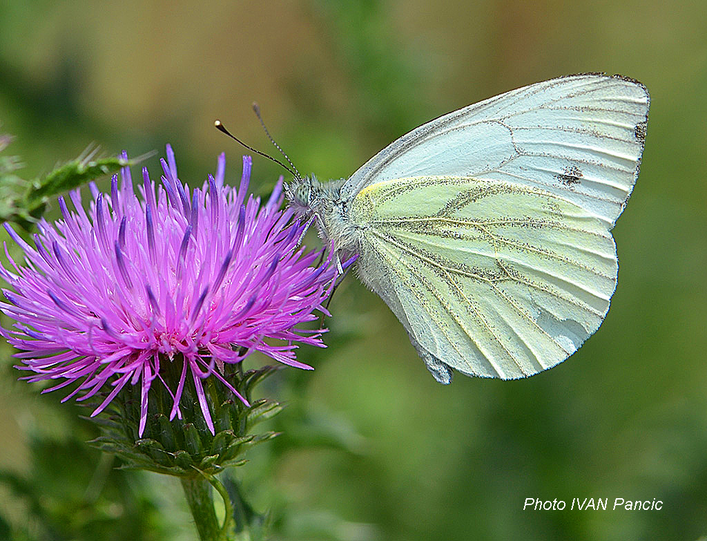 Green-veined White