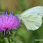 Green-veined White