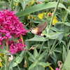 Hummingbird hawk-moth