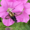 Snowberry Clearwing hummingbird moth