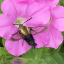 Snowberry Clearwing hummingbird moth