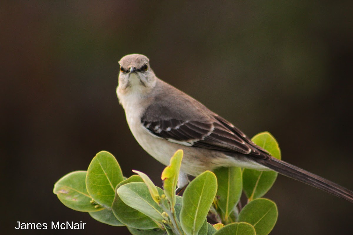 Northern Mockingbird