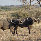 African Buffalo