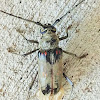 Longhorn beetle