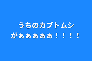 うちのカブトムシがぁぁぁぁぁ！！！！