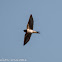 Barn Swallow; Golondrina Común