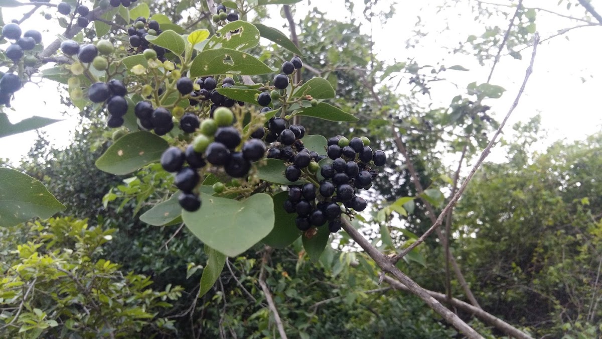 Premna Serratifolia