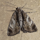 Rhuma moth