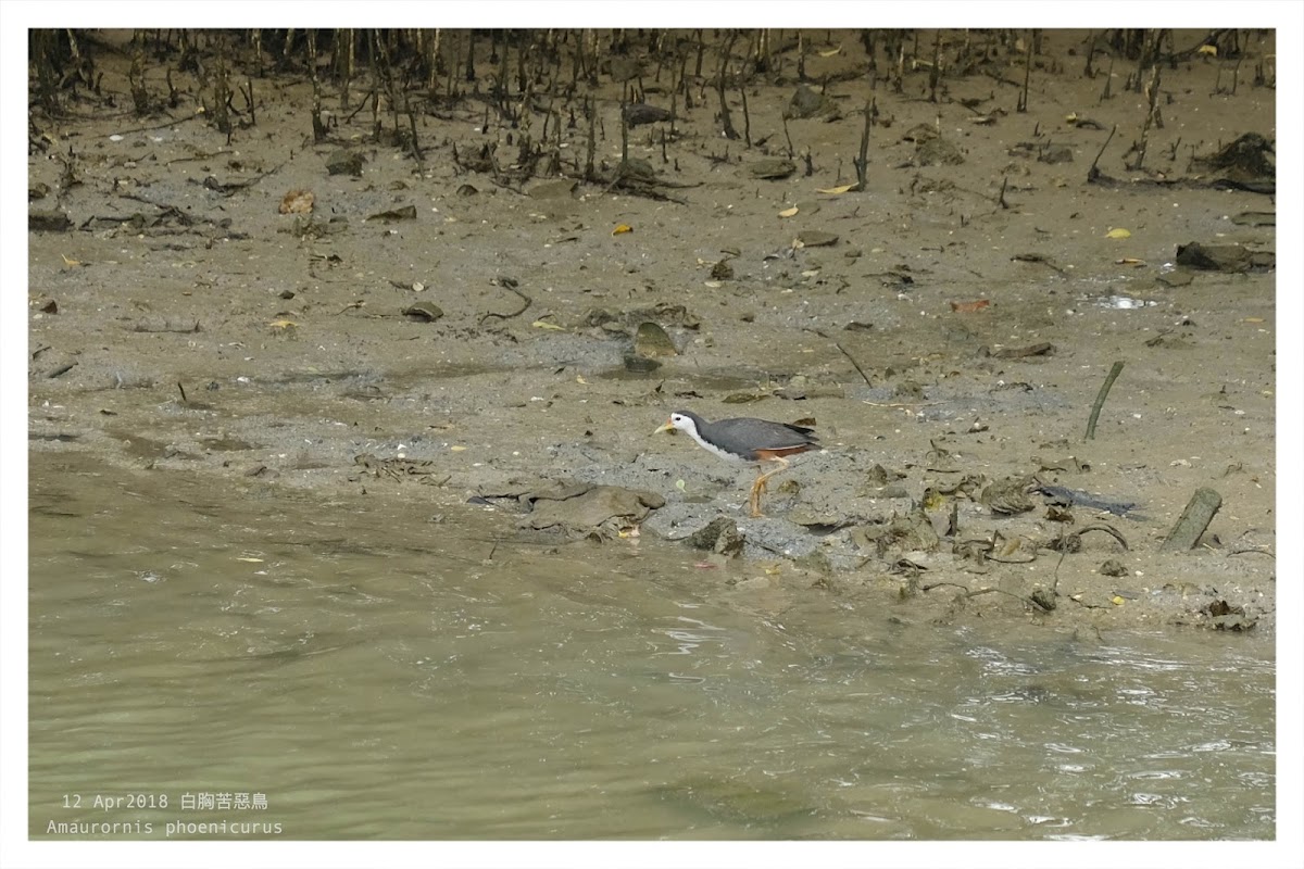 Amaurornis phoenicurus 白胸苦惡鳥