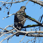 Bald Eagle (immature)