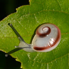 Snail