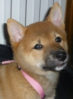 Localizacin de shibas en Espaa y quienes somos Kitsune