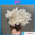 San Hô Bông Rạn Phong Thủy Loại Lớn Đẹp Trang Trí Bể Cá Thủy Sinh Decor Nhà - Fapdecor