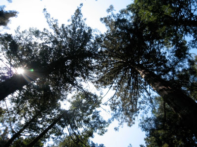 Marin County destination trail