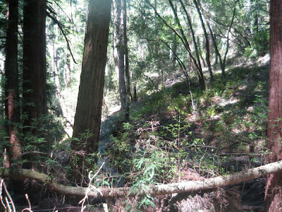 Marin County destination trail