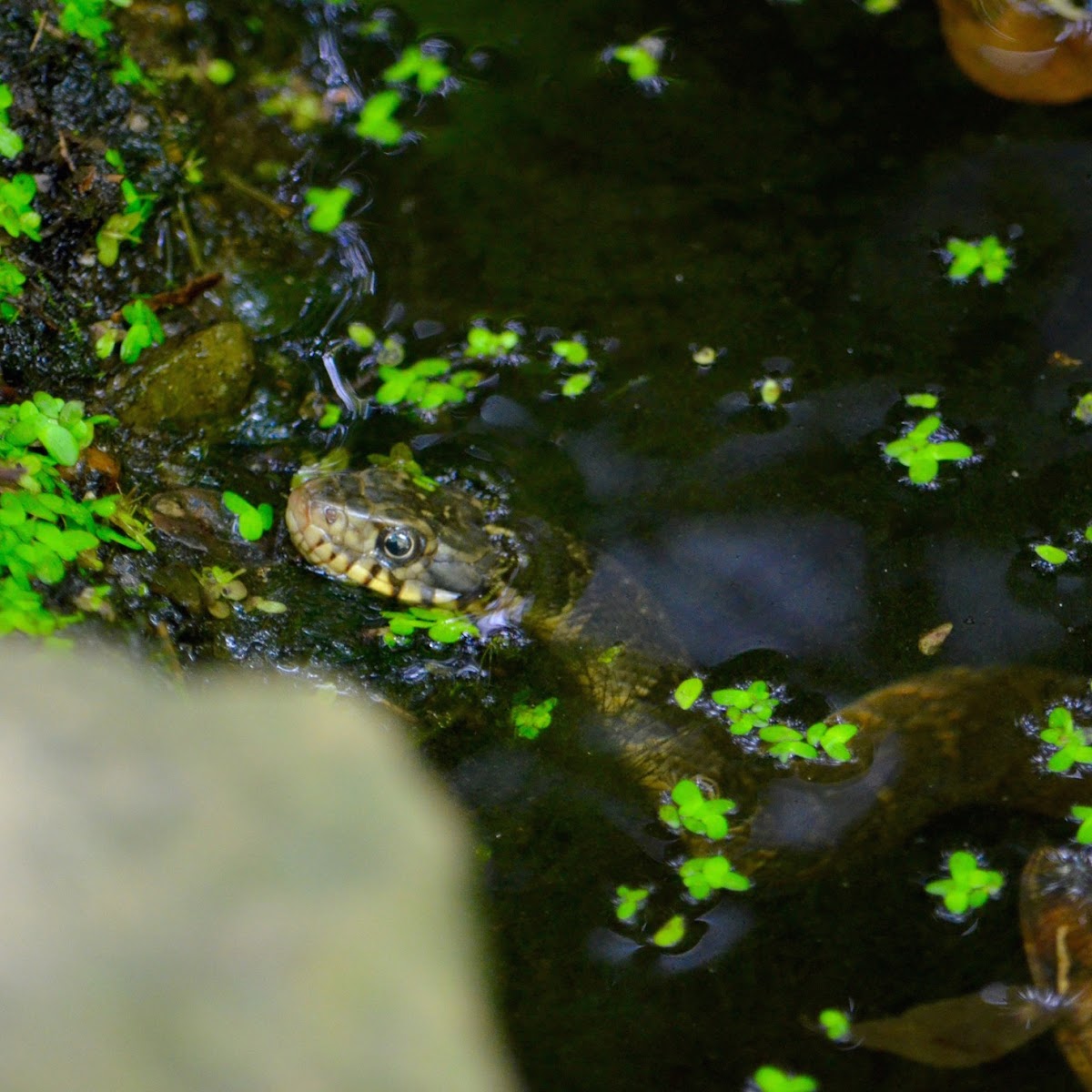 Blotched Water Snake