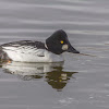 Common Goldeneye