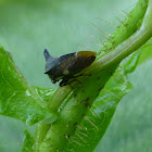 Eggplant Horned planthopper