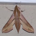 Hawk moth/Sphinx moth