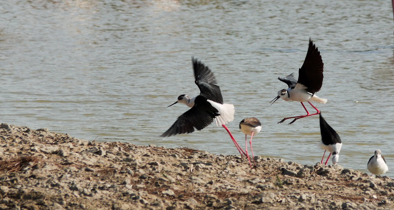 ballade ornithologique en camargue Camargue-1130044