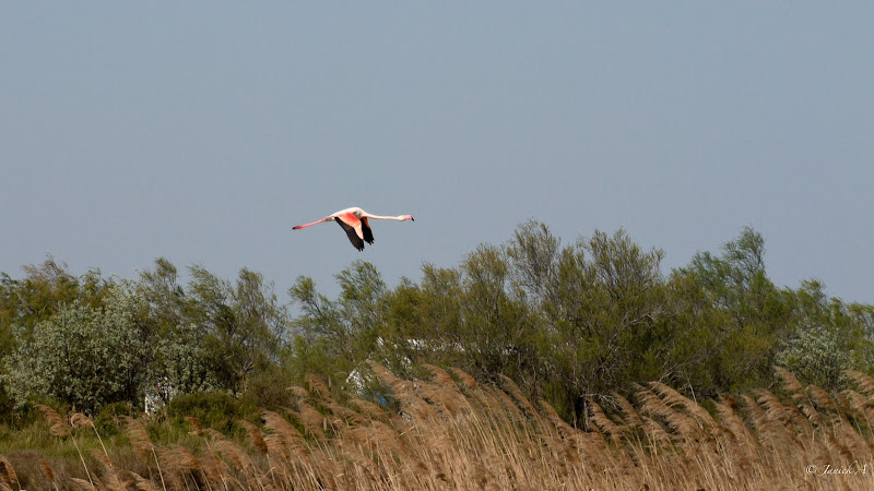 ballade ornithologique en camargue Camargue-1130088