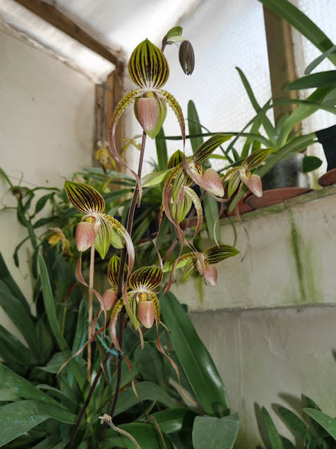 Paphiopedilum Hung Sheng Eagle _nDkwKEXS_-8kkEInvebvYGbKMZmQkTqhGoMOzq8wxwEWdIPJGVyzdZukmocRl0ts_1bKNQ0r6YtkT4R6yrHuxp4lVWA0nsZ5_Hw0a2xM1OjoKgKJ34OseFIePQv0iZKUI22O7b55KF8lpdzxeQ6pWAaHzr0ZmWUlX5PMV7lJQMt-cLqmLLFMYGt0w7-L3TDItdxy6t_m6piywkACNgeaOXpOCpN8_vRX-VDM8w_A6DI4cjbqA5QIExFXDWz7RZgURI_-CxETQaFXbhNTLC-VzJca7XGDuiYM63BTh-qMBCgwTUhSQ2EWuR_CfbFf7wMlakc411Nq44Lc_AflTItHOOSycyqzbQkhMFfVSxoQQv4BGRAGQmkAHJHklvL7-_rV6-SrKpgkO-P8A3oLmfcJUCTHKPz_PENLDTpYpT-Q7VzUcmGPWJKJmfSQT09QWOPTBL2i1U5npeqN-93Lzk_JuFS3wjBbfs8nC5ltPux8HtfRP60h-oh-BpWLgKciTsG2Cc58Hccob9sHk0mJoq8yZJytiaM87giNWZzAyRm0Bo7lrKvaRq3VWTOfet8KlEb6GTkJEIGzJ_LPLNYtF0y5K1WY8KPXhX9535iyFb_POtTx63ipok-=w477-h635-no