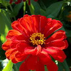 Zinnia