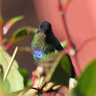 Fiery-Throated Hummingbird