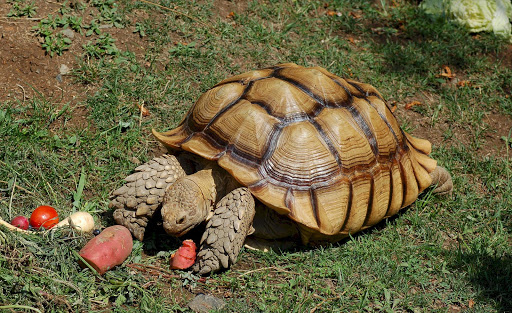 An African Spurred Tortoise at the Oakland Zoo, Oakland, California, USA. The one specimen at Oakland Zoo is a female.