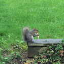 Grey squirrel