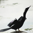 Anhinga