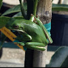 American Green Tree Frog