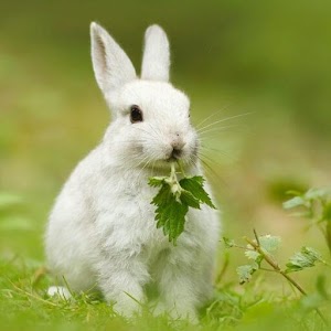 Rabbits Wallpapers logo