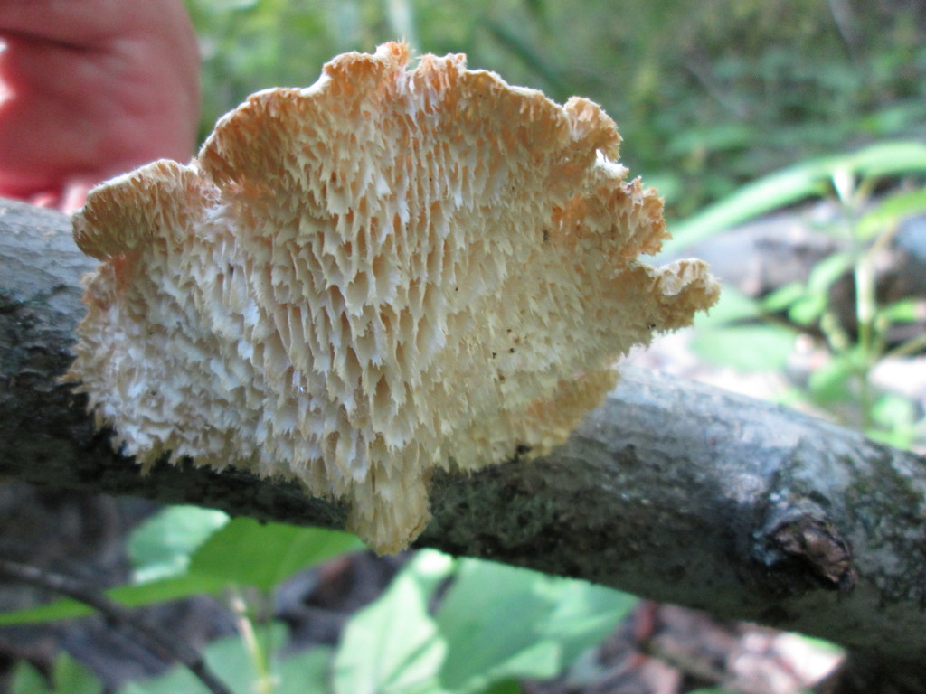 Hexagonal-pored Polypore