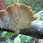 Hexagonal-pored Polypore