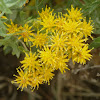 Coastal goldenbush