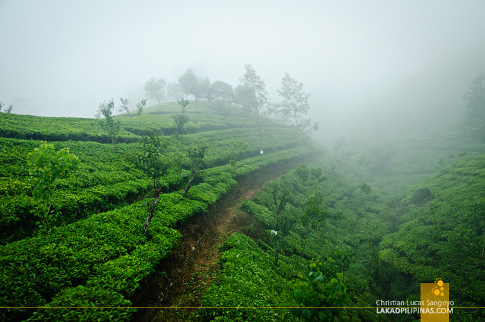 Sri Lanka Tea Plantation