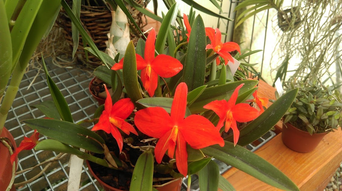 Cattleya (Sophronitis) coccinea _nhE7D2w1lkq9F1J-Ad1_R5IzeXpG-J1qiJpMQjkWmcP0iXbdGtiv5BiFHFjdGQz179Z4TwfkuxRToHJj0KZcugK6-D35k6uiQd4m03Zz6Umx_9i-QkHpVEy41ASVw1B-60-ovldn1880VKA4oMOh0iSPwJcJXcDRX9HGKnxq-p3CYtQccJgIkAUMaVSv8T1FwAVTOtfehf-Qk3kInkeVmTWnEPTLqo7KuZjY7CbnpBUJ8XcP0L0PtmLSAEvEM8M6gANAsxbvoYFaEE6Ym0vMdkY3iCntDyhYOpZTTgtgxMNinkfWcl3TMi9qu7c9BSMVjv9Pg1h0PZuxP7_dmLhlwuPm6JivUyQHljyGihvSbgJPk5iOSUK4sk85ogrCeHmucU4vuPpicXRIdNISUmx5IGZ77Ac3GWVFbuVmHs_6uFFffZyyu_Kh5sdEFdUtjSnyKid8OmNCgQHnBe41-TlKUrOaCFOYXRlABzGeOPzpxZtyJgiMB1ixbx5kysKjctEJYZidZjFnKgPbfHPkbm4E93dvTdbcc8VaV5l-yCMSY9976fvyk3QXNX6X4Ne7eHXmKS-Ag=w1133-h635-no