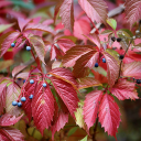 Red leaf tree