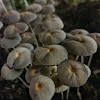 Pleated Inkcap