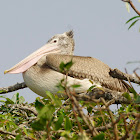 Grey Pelicans, Spot Billed Pelican