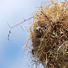 Grey-capped Social Weaver