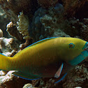 Heavybeak Parrotfish